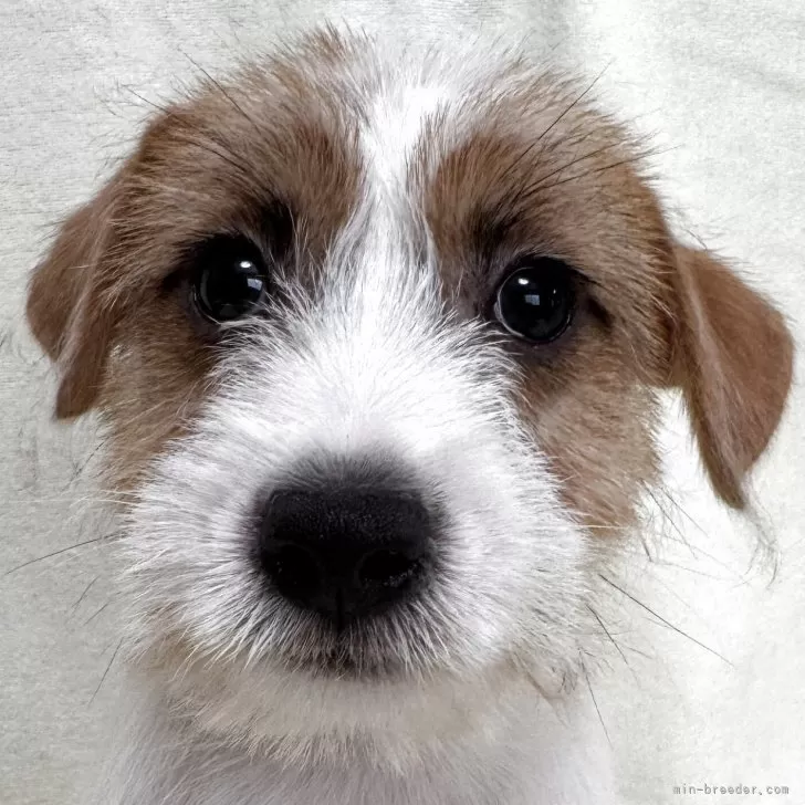 ID：2507-05272の子犬