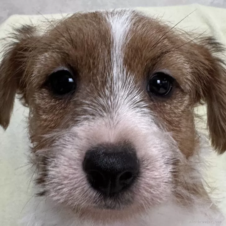 ID：2503-02903の子犬