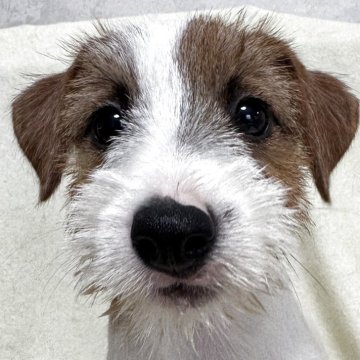 ジャックラッセルテリア【福島県・女の子・2025年8月18日・ホワイト&タン】の写真「健康優良児」