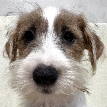 ジャックラッセルテリア【福島県・男の子・2025年8月18日・ホワイト&タン】の写真「健康優良児」