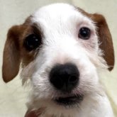 ジャックラッセルテリア