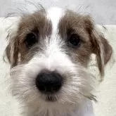 ジャックラッセルテリア