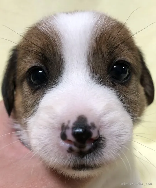 ID:1902-02958の子犬