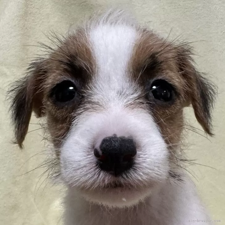 ID:2405-04149の子犬