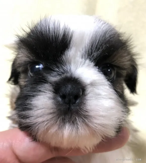 ID：1909-01552の子犬