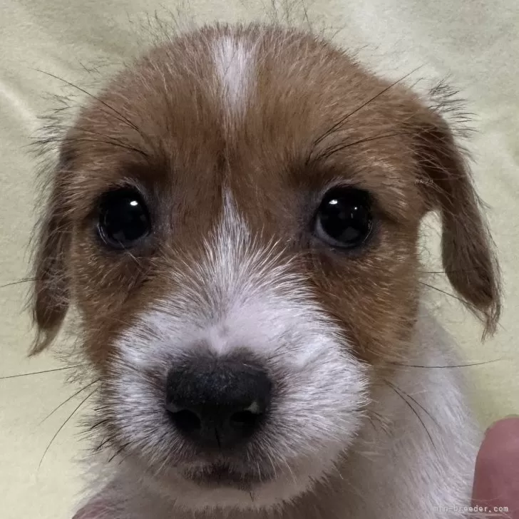 ID：2410-02782の子犬
