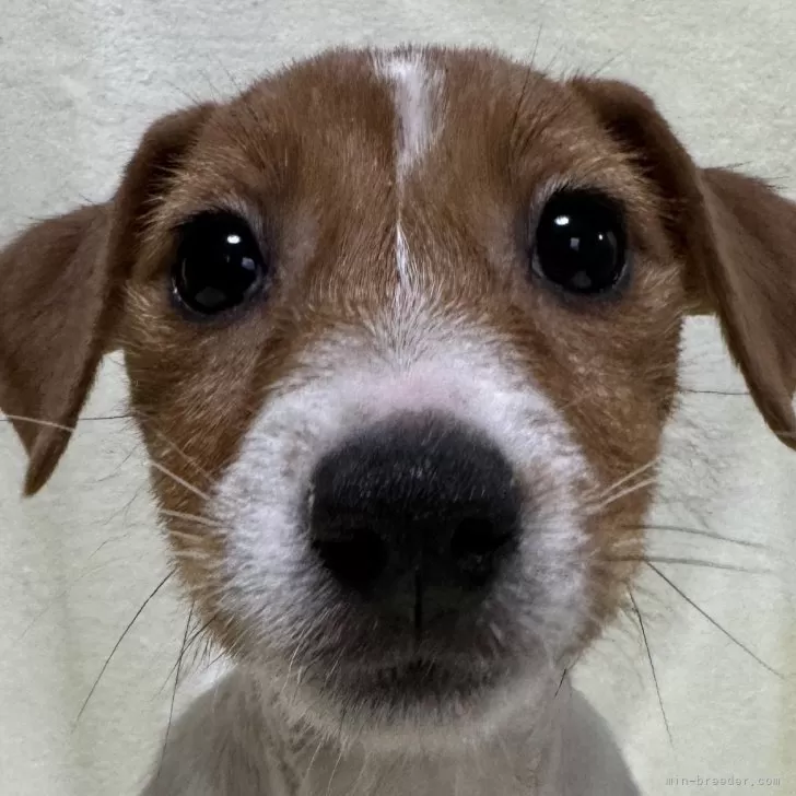 ID:2410-02434の子犬