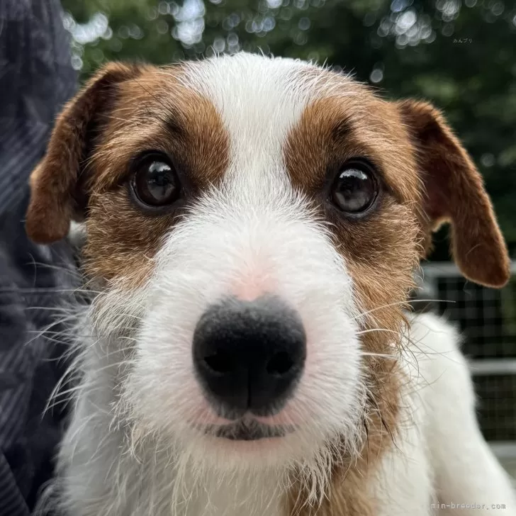 ID:2308-00636の子犬