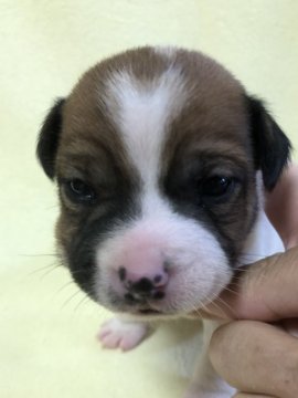 ジャックラッセルテリア【福島県・女の子・2018年10月27日・ホワイト&タン】の写真「額のハートがチャームポイント」