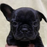 フレンチブルドッグ