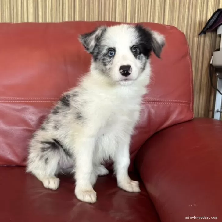 ID:2506-04906の子犬