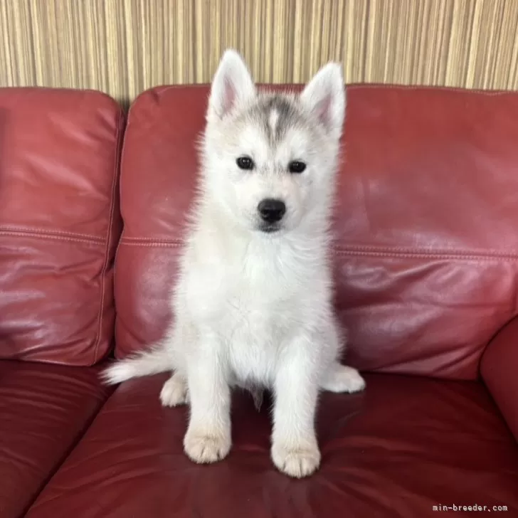 S.S 様のお迎えした子犬