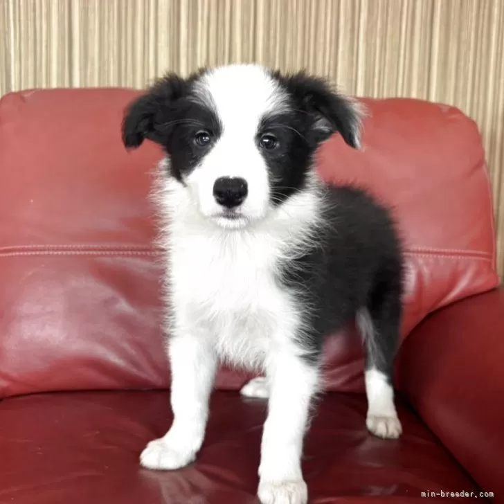 ID：2506-04860の子犬