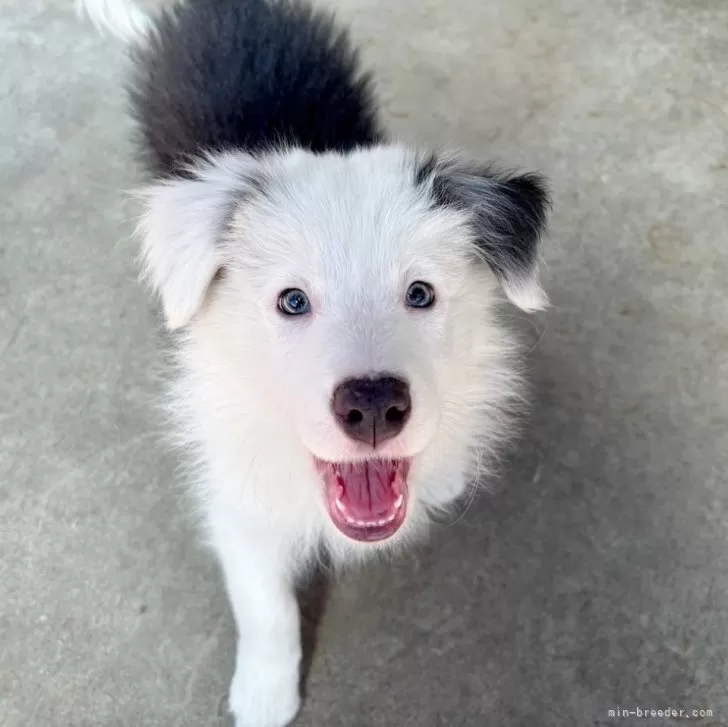 Y.M 様のお迎えした子犬