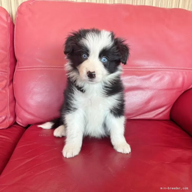 Y.S 様のお迎えした子犬