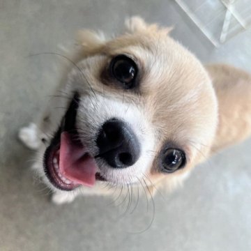 チワワ(ロング)【群馬県・男の子・2025年2月16日・フォーン&ホワイト】の写真「お取り置き中❣️」