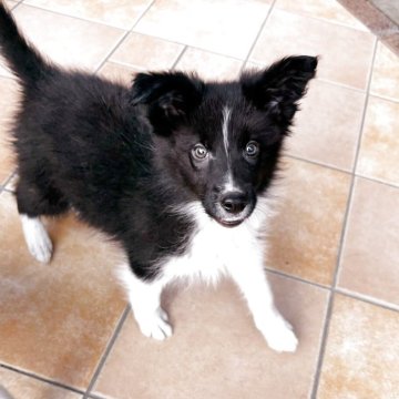 ボーダーコリー【群馬県・男の子・2025年8月31日・ブラック/ホワイト】の写真「訓練所のボーダーコリー」