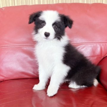 ボーダーコリー【群馬県・男の子・2025年8月31日・ブラック/ホワイト】の写真「綺麗な男の子🥰」