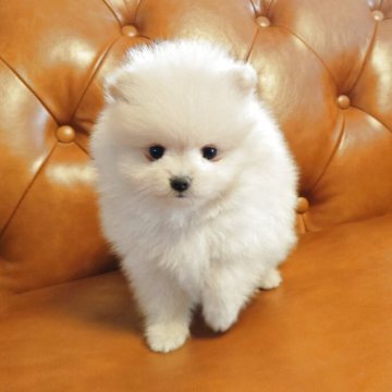ポメラニアン【群馬県・男の子・2025年5月11日・クリーム】の写真「可愛いポメラニアン💗」
