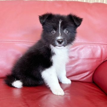 ボーダーコリー【群馬県・男の子・2025年8月31日・ブラック/ホワイト】の写真「黒んぼさん🥰」