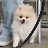ポメラニアン【群馬県・男の子・2025年5月11日・クリーム】の写真1