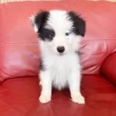 ボーダーコリー