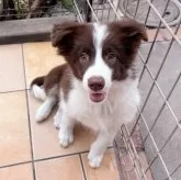 ボーダーコリー