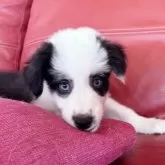 ボーダーコリー
