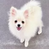 ポメラニアン