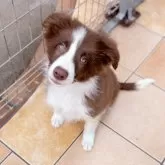 ボーダーコリー