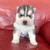 シベリアンハスキー