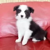 ボーダーコリー