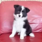 ボーダーコリー