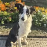 ボーダーコリー