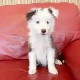 ボーダーコリー【群馬県・女の子・2025年9月3日・ブルー/ホワイト】の写真1