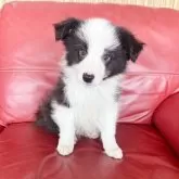 ボーダーコリー