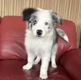 ボーダーコリー