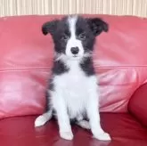 ボーダーコリー