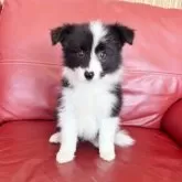 ボーダーコリー【群馬県・女の子・2025年8月31日・ブラック/ホワイト】の写真2