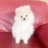 ポメラニアン【群馬県・男の子・2025年5月11日・クリーム】の写真3