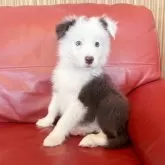 ボーダーコリー【群馬県・女の子・2025年9月3日・ブルー/ホワイト】の写真3