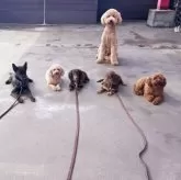 ミニチュアダックスフンド(ロング)【群馬県・女の子・2025年4月5日・チョレートタン】の写真6