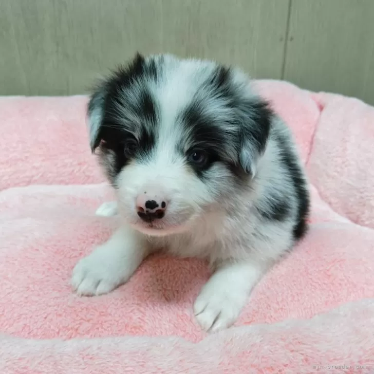 T.O 様のお迎えした子犬