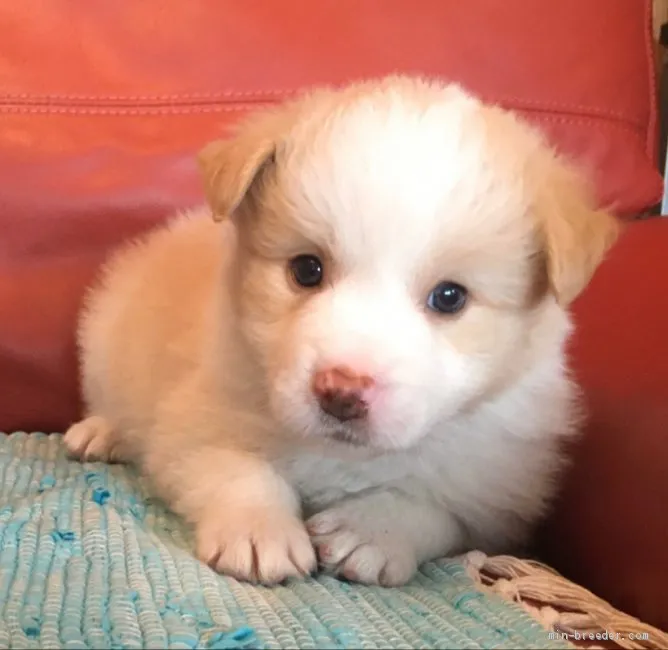 ID：2004-01320の子犬