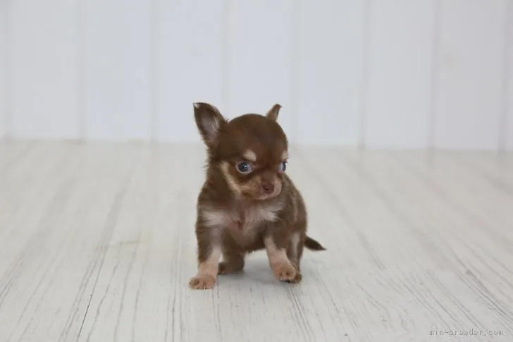 ID:1701-02176の子犬