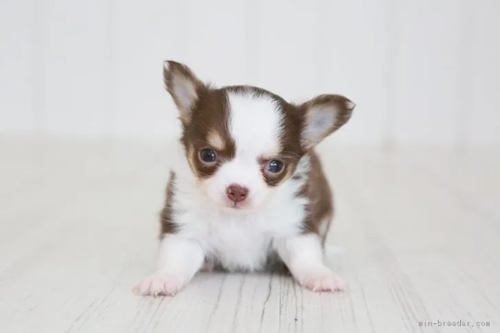 ID：1701-02178の子犬
