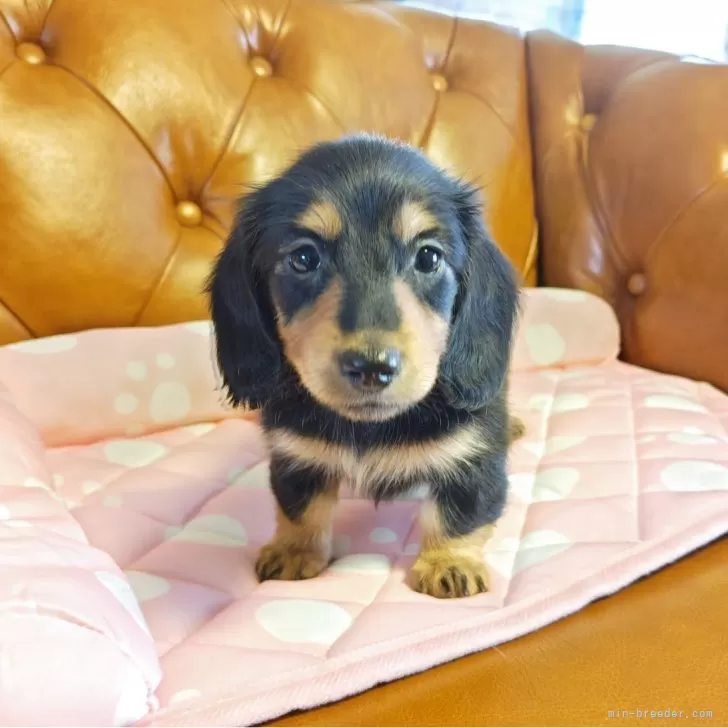 K.K 様のお迎えした子犬