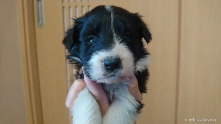 ID:1711-02095の子犬