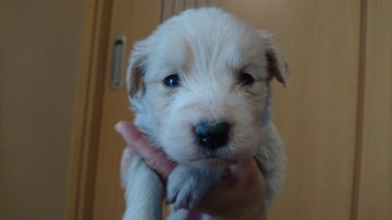 ボーダーコリー【群馬県・男の子・2017年11月15日・レッドホワイト】の写真「最終価格です🐶✨」