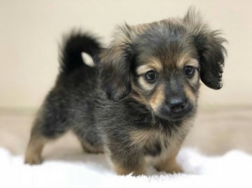 ポメラニアン×ダックス【群馬県・男の子・2020年5月19日・オレンジ】の写真「ポメックス🐶💓😊」